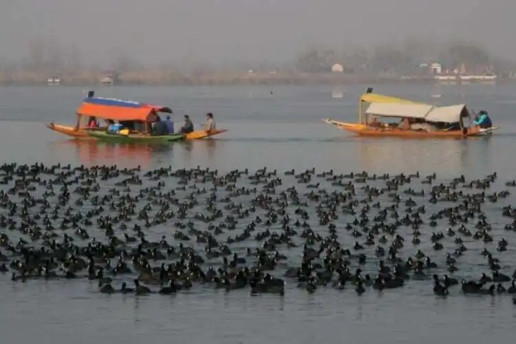 Bird watching Adventure in kashmir